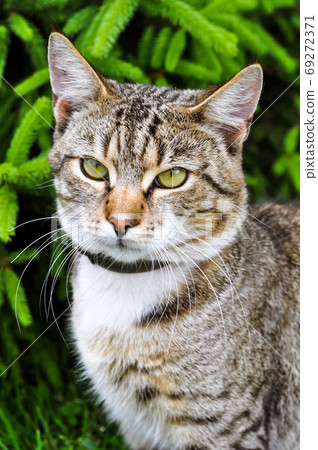 Tabby Cat outside with flea collar in summertime 69272371