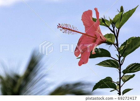 Pink hibiscus rosa-sinensis Pink hibiscus rosa-sinensis 69272417