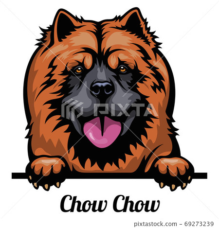 Head Chow Chow - dog breed. Color image of a dogs head isolated on a white background Head Chow Chow - dog breed. Color image of a dogs head isolated on a white background 69273239