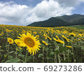 Sunflower blooming in the plateau 69273286