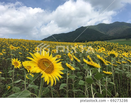 Sunflower blooming in the plateau Sunflower blooming in the plateau 69273286