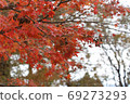 Autumn leaves 69273293