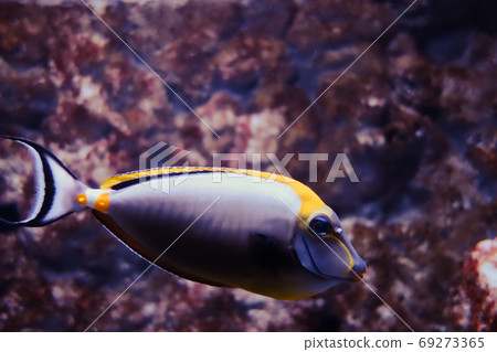 elegant unicornfish underwater close-up view elegant unicornfish underwater close-up view 69273365