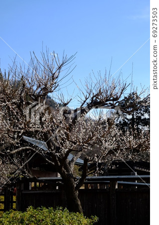 Shiraume, board fence and gate [Tsukui, Sagamihara city, February] 69273503