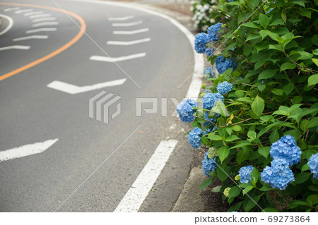 Hydrangea blooming near the curve of the road 69273864