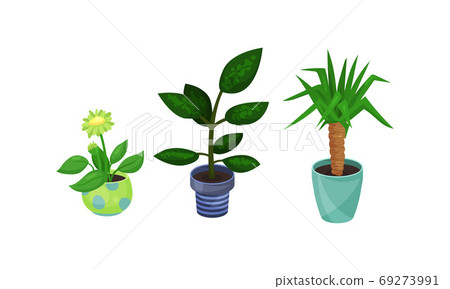 House Plants Growing in Ceramic Flowerpots... - Stock Illustration ...