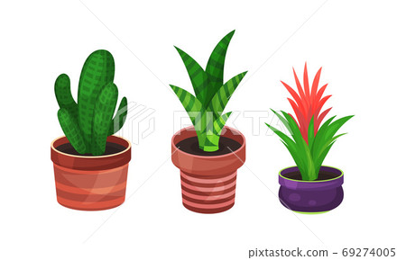 House Plants Growing in Ceramic Flowerpots... - Stock Illustration ...