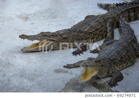 Crocody. 69274071