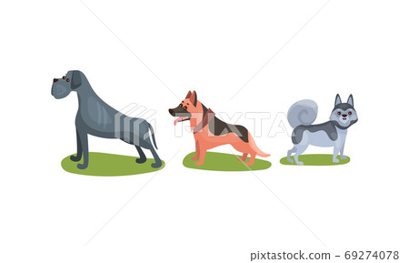 Purebred Dogs or Canine with Sheep Dog and Husky Standing on Green Lawn Vector Set 69274078