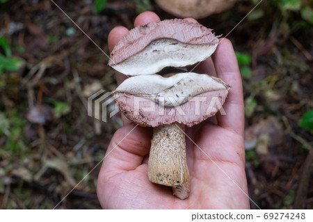 The uneatable bitter bolete mushroom Tylopilus felleus 69274248