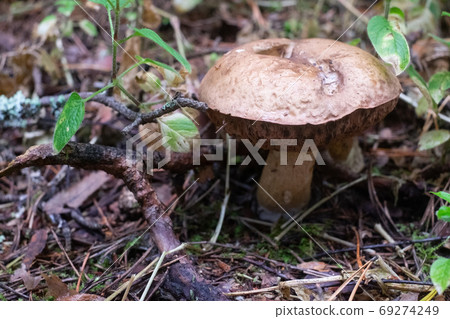 The uneatable bitter bolete mushroom Tylopilus felleus 69274249