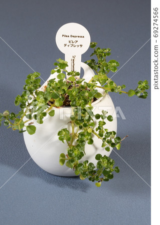 [室內植物]香ira 69274566