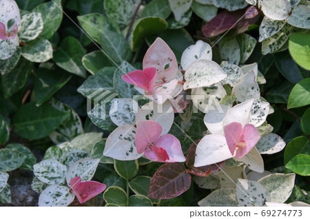 Hatsuyuki Hatsuyuki 69274773