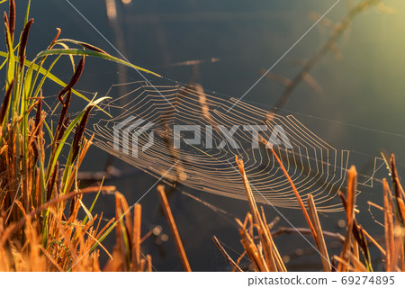 Cobweb on wild meadow, closeup view. 69274895