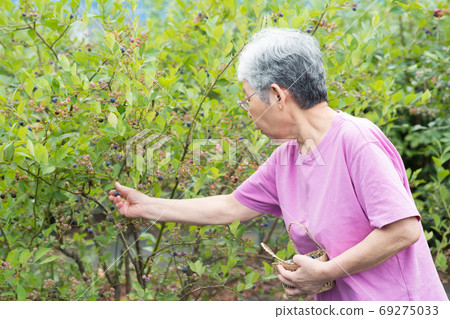 女人採摘藍莓 女人採摘藍莓 69275033