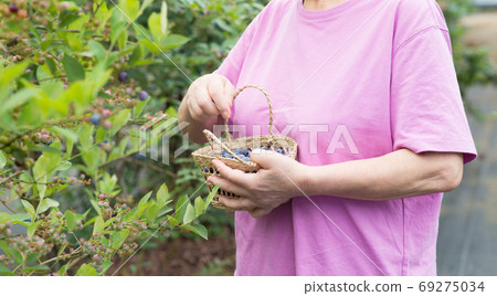 Woman picking blueberries Woman picking blueberries 69275034