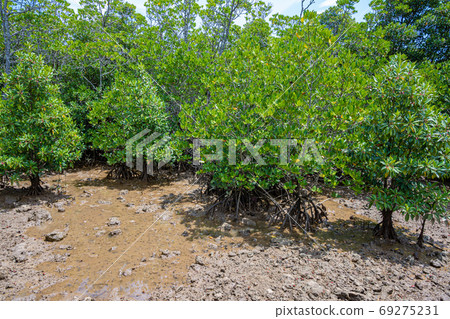 Mangrove forest Mangrove forest 69275231