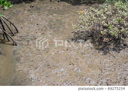 Mangrove forest Mangrove forest 69275234