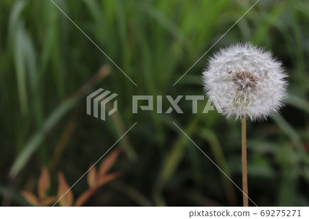 A round dandelion seed that seems to fly away A round dandelion seed that seems to fly away 69275271