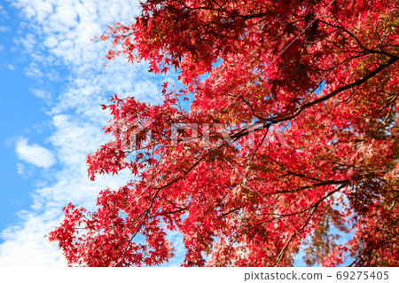 Autumn landscape with blue sky 69275405