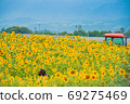 Sunflower field in Akeno 2 69275469