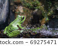 Tattoo frog 69275471