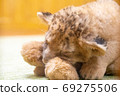 Lion's baby 69275506