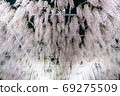 Wisteria of the night 69275509
