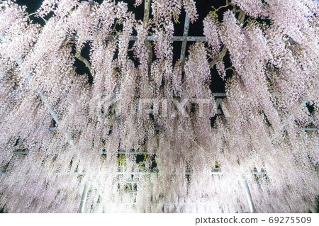 Wisteria of the night Wisteria of the night 69275509