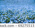 Nemophila 69275513