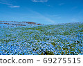 Nemophila Hill 69275515