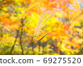 One autumn Japanese pampas grass 69275520