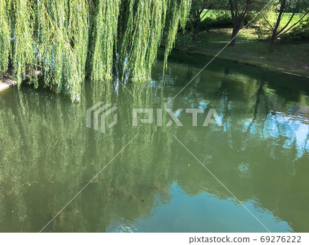 Green blooming water in a lake pond and branches 69276222