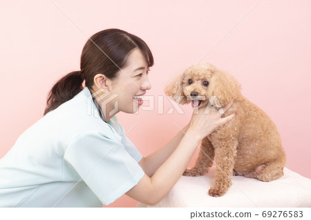 A female doctor examining a toy poodle 69276583