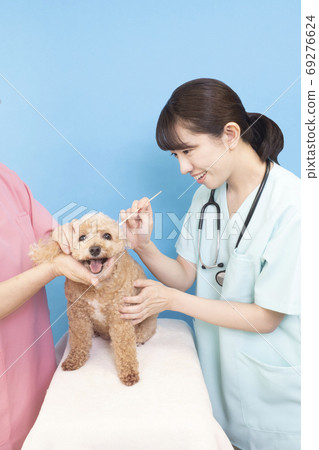 獸醫清潔玩具貴賓犬的耳朵 獸醫清潔玩具貴賓犬的耳朵 69276624