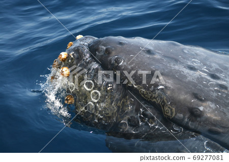 Humpback whale up Zamami Island, Okinawa Humpback whale up Zamami Island, Okinawa 69277081