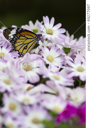 A butterfly is sucking the nectar of a flower. The name of this butterfly is the white-backed birch. 69277097