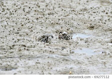 Tidal flat crabs 69277112