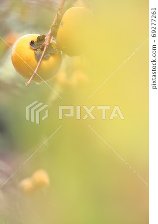 Autumn taste, Fuyu persimmon before harvest Autumn taste, Fuyu persimmon before harvest 69277261