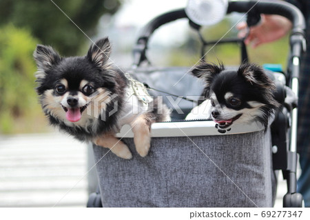 兩隻吉娃娃狗，在推車上騎起來很有趣 69277347