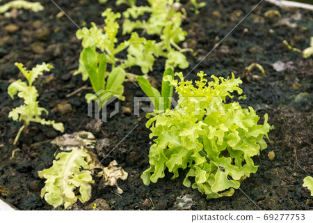 Rows of fresh organic green oak lettuce salad plant in Growing O Rows of fresh organic green oak lettuce salad plant in Growing O 69277753