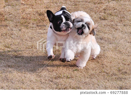 表演中的小狗 69277888