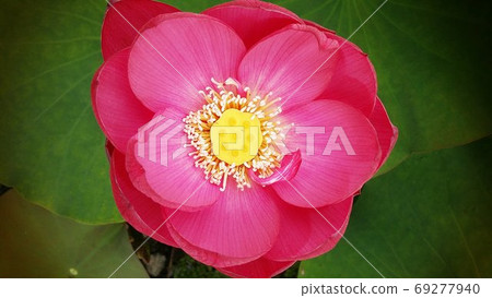 Scent of lotus 2 69277940