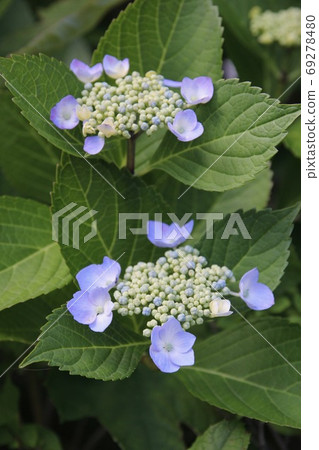 Purple hydrangea Purple hydrangea 69278480