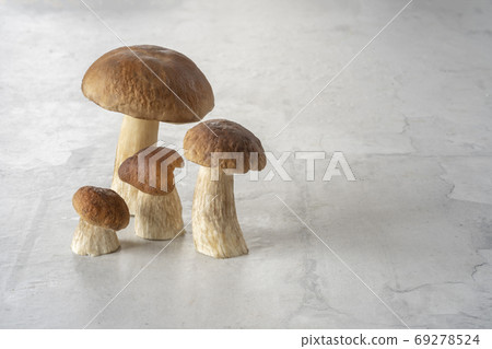 Family of forest mushrooms (Cep mushroom, Boletus, Borovik) on the concrete kitchen table. Mushrooms Picking. 69278524