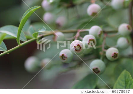 藍莓果實 藍莓果實 69278927