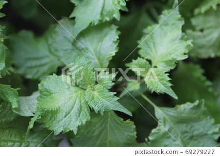 Shiso 69279227
