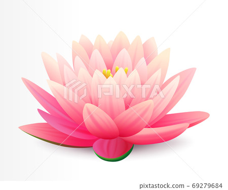 Beautiful realistic pink lotus flower isolated on white background, water plant, vector illustration. 69279684