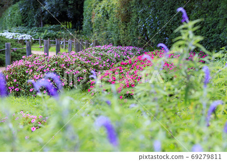 烏米山公園夏天的花朵 烏米山公園夏天的花朵 69279811
