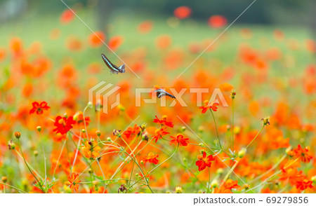 藍尾燕尾，基巴納波斯菊，多彩，花場，夏花，紅色花朵，橙色花 69279856